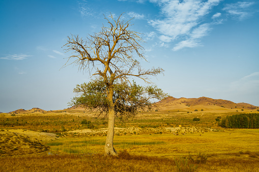 Lonely trees on the grassland in autumn