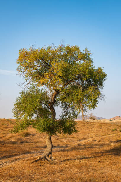 istock Lonely trees on the grassland in autumn 1432778430