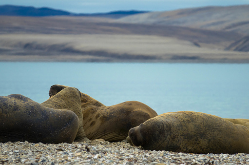 Walrus colony lying on the shore. Arctic landscape aigainst blurred background. Nordaustlandet, Svalbard, Norway