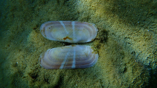 Seashell of bivalve mollusc rosy razor clam or scraper clam (Solecurtus strigilatus) on sea bottom, Aegean Sea, Greece, Halkidiki