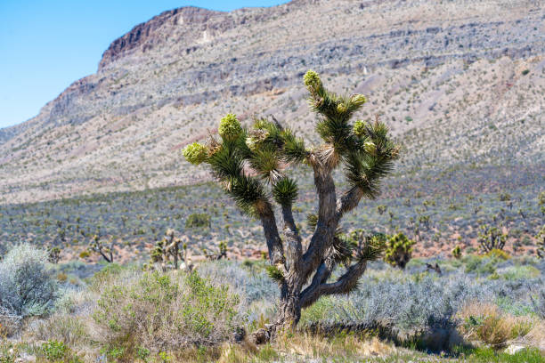 Joshua trees in the desert of Death Valley near Las Vegas, California, USA. Seen a hot summer day in the desert.