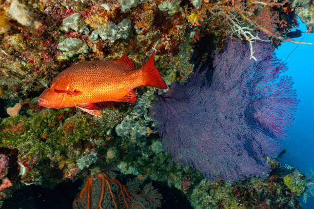 Red Snapper Lutjanus bohar, Gorgonian Fan Corals under Rock Overhang, Palau, Micronesia stock photo