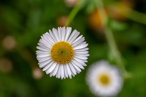 Blooming of Erigeron karvinskianus also known as Mexican daisy, Spanish daisy, Carpet of Santa Barbara daisy. Flower Background. Blurred background.