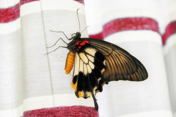 Papilio lowi butterfly on a wavy curtain in the interior. Animals theme and backgrounds