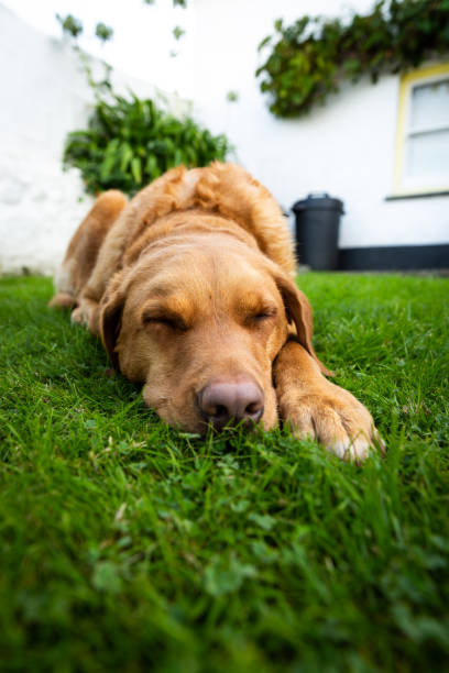 istock A Labrador retriever dog asleep on grass 1432784972