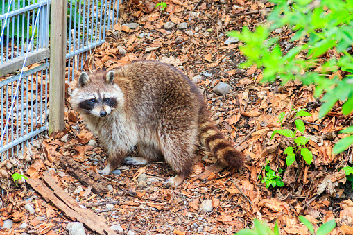 Raccoon (Procyon lotor), also known as the common raccoon, North American raccoon, northern raccoon, or coon, is a medium-sized mammal native to North America