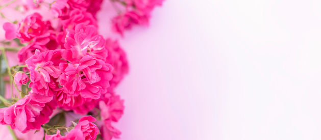 Pink roses . Festive Pastel pink background.Floral card, selective focus,toned, copy space.Banner