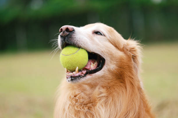 close up of golden retriever dog with ball in mouth - boca de animal imagens e fotografias de stock