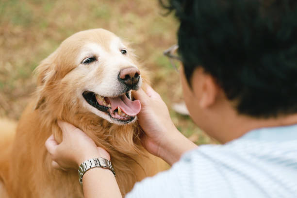 istock Dog being stroked by his owner 1432786793
