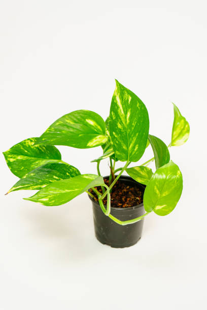 istock Epipremnum, scindapsus is a golden variegated in a pot on a white background. 1432787631