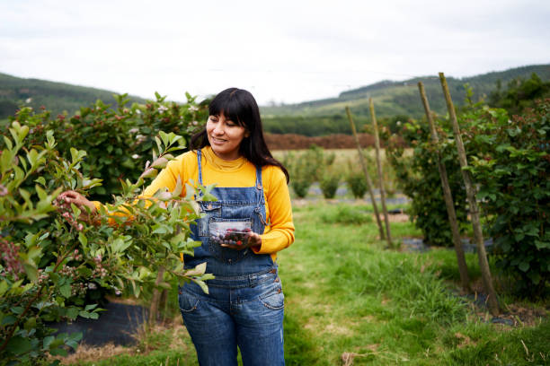 istock A woman picking berries and putting them in a plastic container in her orchard 1432788474