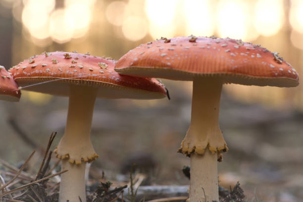 Toadstool, blurry and dreamy, in the grass in the forest. Poisonous mushroom. Red hat with white spots. Close up from nature in forest