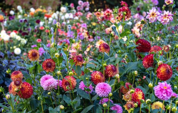 istock Dahlia Flowers 1432789820