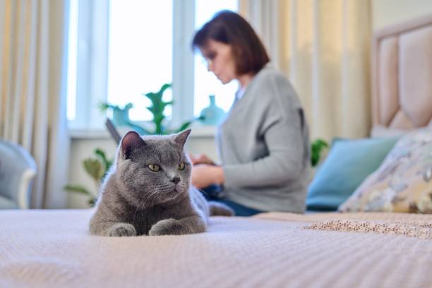 Relaxed gray cat lying on bed, woman with laptop in out of focus stock photo