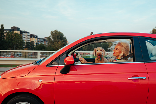 A happy smiling Caucasian woman is driving her car in the city with her dog standing on her lap and looking out the window.