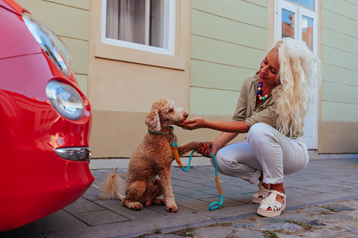 A senior Caucasian woman is on a vintage street squatting next to her car and petting her cute dog.