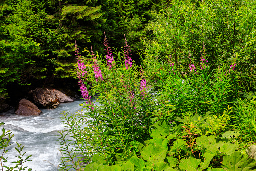 Rosebay willowherb or fireweed (Chamaenerion angustifolium) growing by the river