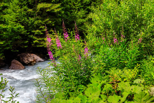 Rosebay willowherb or fireweed (Chamaenerion angustifolium) growing by the river Rosebay willowherb or fireweed (Chamaenerion angustifolium) growing by the river flower mountain fireweed wildflower stock pictures, royalty-free photos & images