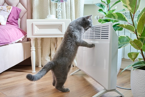 Domestic pet cat at home near the heating radiator. Heating season, electric radiator, cold season autumn winter, home warmth, comfort, energy crisis, saving concept
