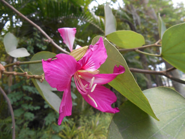 istock bauhiea purpuera 1432790543