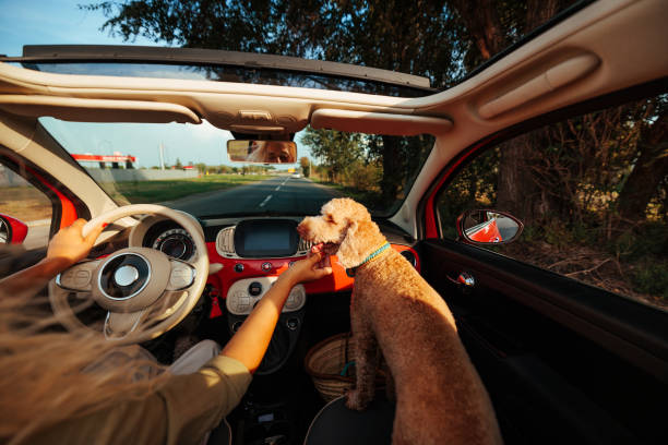 A blonde woman is driving her car on the streets of a city while petting her dog on the passenger seat. The picture is taken from the back seat.