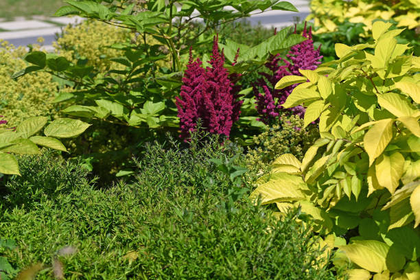 amaranthus rouge et alchamilla mollis dans le jardin - amaranthus cruentus photos et images de collection