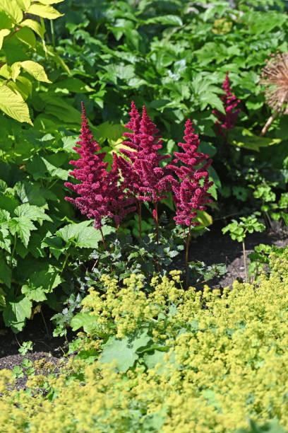 czerwony amaranthus i alchamilla mollis w ogrodzie - amaranthus cruentus zdjęcia i obrazy z banku zdjęć