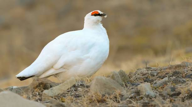 istock svalbard rock ptarmigan (Lagopus muta) 1432791834