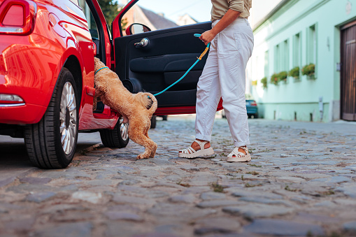 A Caucasian woman is holding her door car and leading her dog inside it on the street.
