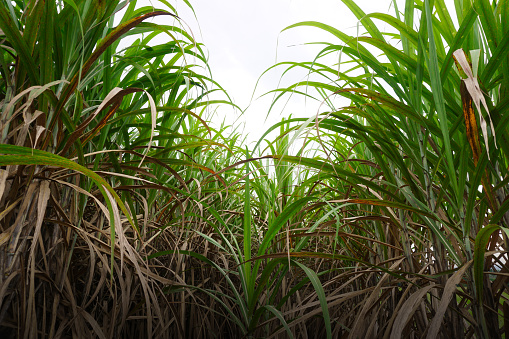 Sugarcane plant growth overhead, Agriculture background