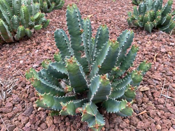 istock Resin spurge, euphorbia resinifera 1432792078