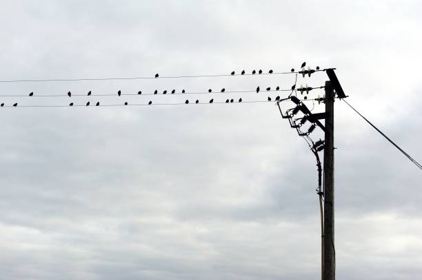 istock Murder of Crows and the storm 1432792202