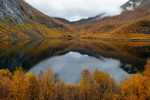 Silver birch (Betula pendula) reflected in lake, autumn season, Senja island, Norway, Scandinavia,