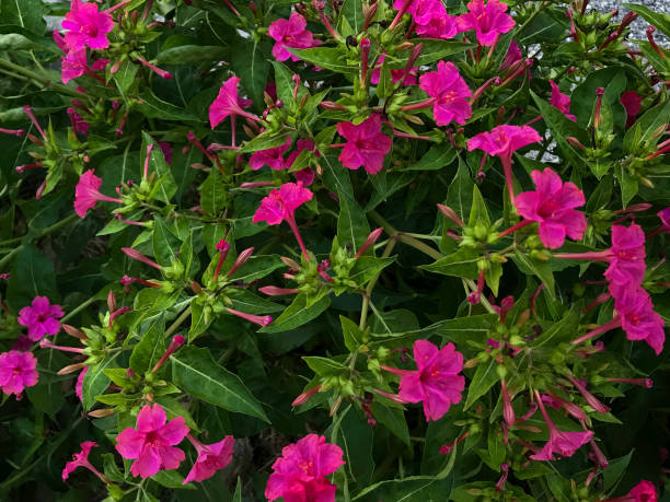 Mirabilis jalapa. Marvel of Peru, Four o'clock flower. Dondiego at night. Dompedros. Budgerigar. Dengue fever. Wonder of Peru, carnation Mirabilis Jalapa is  the most commonly grown ornamental species of Mirabilis plant. mirabilis jalapa stock pictures, royalty-free photos & images