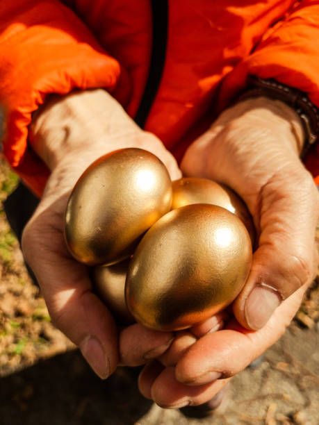 menschliche hände, die goldene eier halten - animal egg gold human hand nest egg stock-fotos und bilder