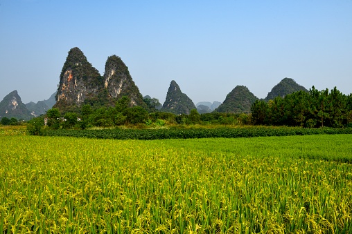 Guilin, China, yangshuo,\nIn Yangshuo County of Guilin City, there is a large area of uncontaminated farm produce area. These farm produce are planted according to agriculture concerned standardization, \nbelong to green pollution-free agricultural products.\nThey provide sufficient and safe food for the city.\nThis is where the rice plants grow. They're about to mature.