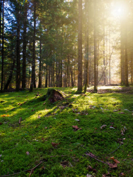 Mossy undergrowth in a coniferous forest, sun shining through trees stock photo