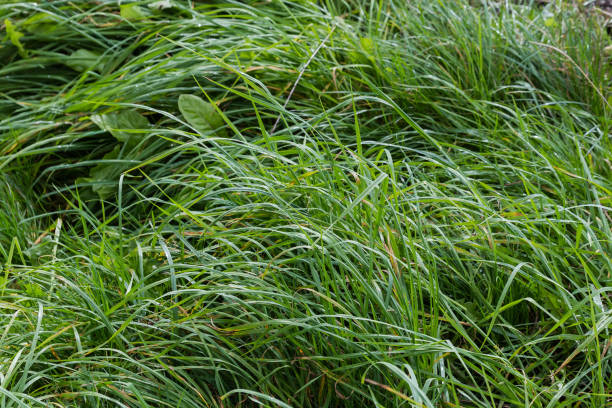 istock High dense grass covered with morning dew in early autumn 1432797618