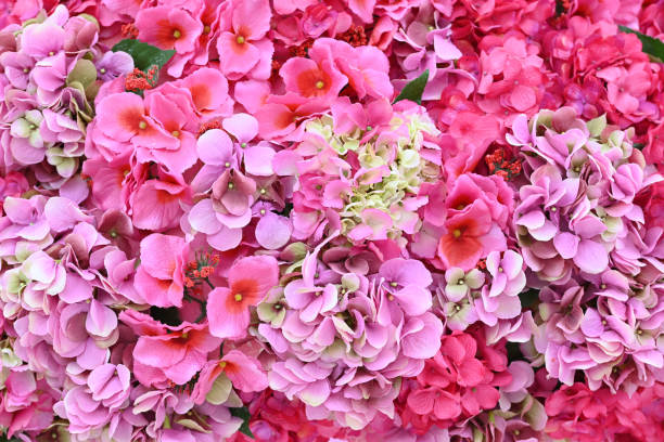 istock Delicate Hydrangea floral background in light pink pastel colors. 1432798047