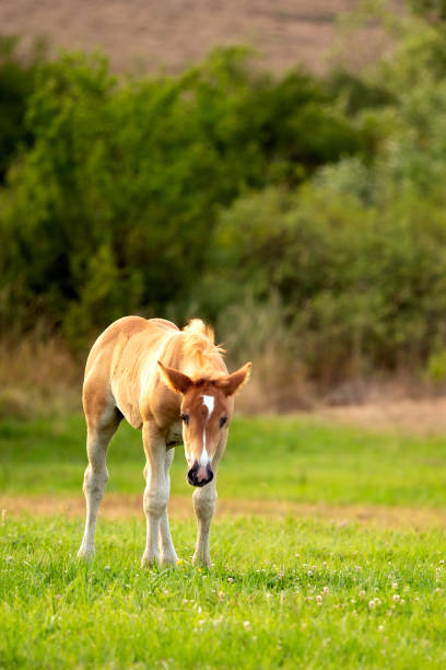 istock cute foal on the pasture in the evening 1432798167