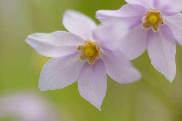 istock Ranzania japonica 1432799571