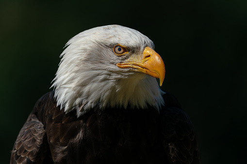 Portrait of a majestic bald eagle  American eagle adult (Haliaeetus leucocephalus). Dark background. American National Symbol.