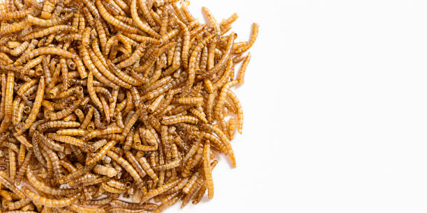 istock Dried mealworm for feeding hamsters, rats, mice, gerbils, hedgehogs. Banner with place for text. Meal worms are a source of protein and protein. Flat lay. Copy space. 1432800193