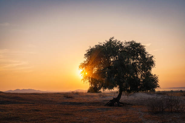 Silhouettes of trees in the setting sun