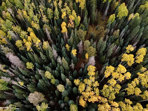 Aerial view of Ponderosa Pine and Aspen trees along the White Mountains of Arizona’s White Mountain Apache Indian Reservation.