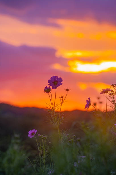 istock Cosmos garden and sunset 1432801182