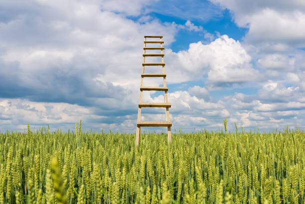 la via per il successo del concetto di settore. scala di legno che porta in alto al cielo dal campo di grano. cielo blu e nuvole bianche, concetto di successo industriale. spazio di copia. - progress the way forward steps organization foto e immagini stock