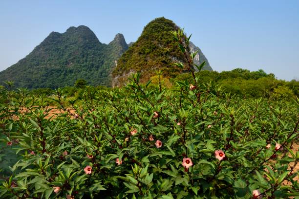 Guilin, China, yangshuo,\nIn Yangshuo County of Guilin City, there is a large area of uncontaminated farm produce area. These farm produce are planted according to agriculture concerned standardization, \nbelong to green pollution-free agricultural products.\nThey provide sufficient and safe food for the city.