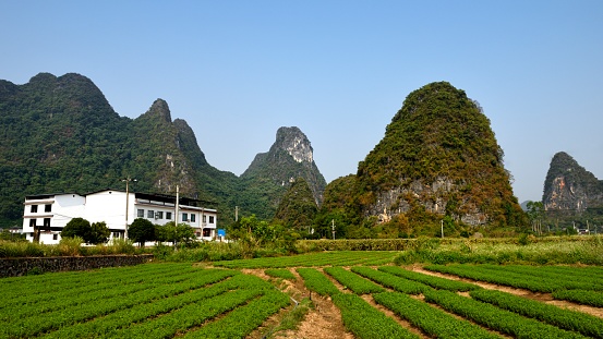Guilin, China, yangshuo,\nIn Yangshuo County of Guilin City, there is a large area of uncontaminated farm produce area. These farm produce are planted according to agriculture concerned standardization, \nbelong to green pollution-free agricultural products.\nThey provide sufficient and safe food for the city.