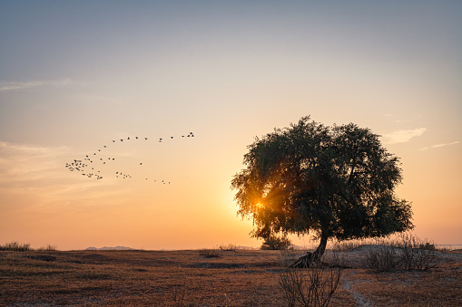 Silhouettes of trees in the setting sun